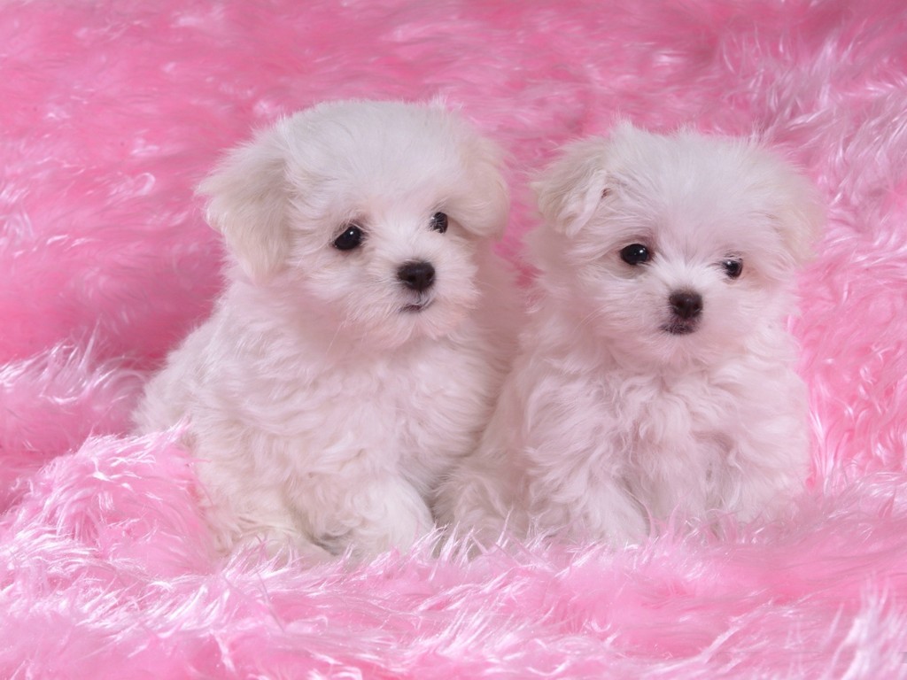 Name:  Two_white_puppies_on_pink_carpet.jpg
Views: 10675
Size:  136.9 KB