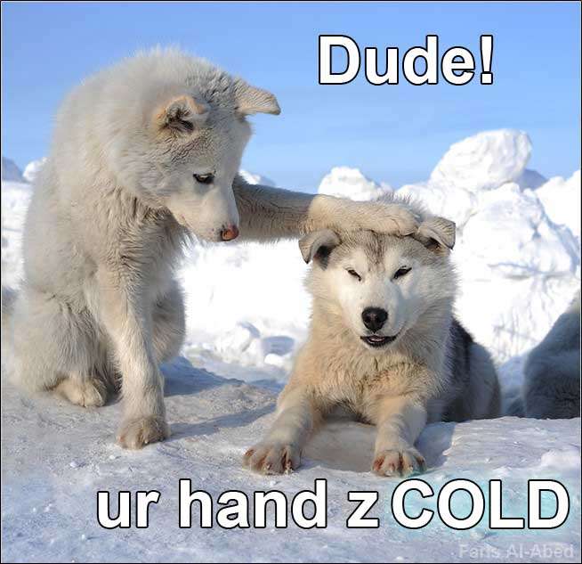 Name:  funny-dog-cold-hands.jpg
Views: 6836
Size:  70.4 KB