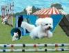 agilebichons's Avatar