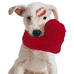 members/big-pink-albums-pink-picture107390-valentines-day-gifts-dog.jpg