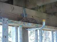 members/dreamcatcher1962-albums-robins-eggs-picture113429-robins-nest.jpg