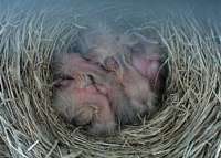 members/dreamcatcher1962-albums-robins-eggs-picture115912-may-5.jpg
