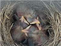 members/dreamcatcher1962-albums-robins-eggs-picture115913-may-6.jpg