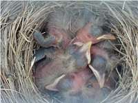 members/dreamcatcher1962-albums-robins-eggs-picture115914-baby-bird-may-6.jpg