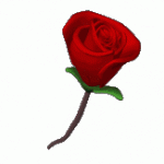 members/eriluo-albums-happy-valentine-s-day-picture98909-red-rose-turn-heart-valentines-day-lg-clr.gif