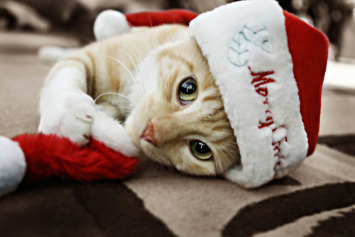 animal cat chatte christmas cute Favim com 248380 large