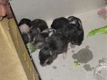 members/militsa-albums-baby-hamsters-picture105036-baby-hamsters-006.jpg