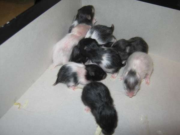 baby hamsters 002