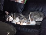 members/pumpkin9211-albums-envie-picture108144-after-eating-one-too-many-beggin-strips-my-baby-girl-needed-nap.jpg