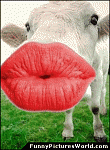 members/techw-albums-misc-picture86210-funny-cowwithlips.gif