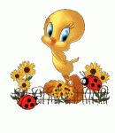 members/tweetybird999-albums-my-brags-big-small-picture106737-tweety-sunflowers.gif