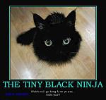 members/tweetybird999-albums-my-brags-big-small-picture107180-black-ninja-cat.jpg