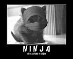members/tweetybird999-albums-my-brags-big-small-picture107196-ninja-cat.jpg