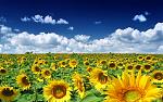 members/xox2010-albums-pics-picture108127-sunflowers.jpg